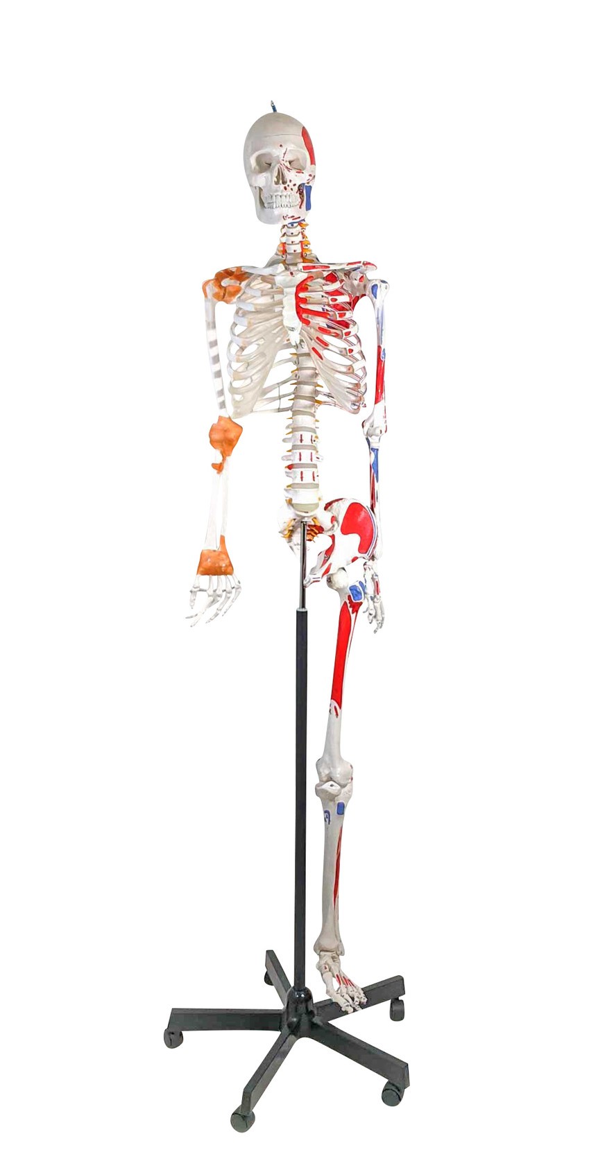 Front View of Axis Scientific Painted and Numbered Life-Size Human Skeleton Anatomy Model with Flexible Spine, and Ligaments - Used, Sold As-Is