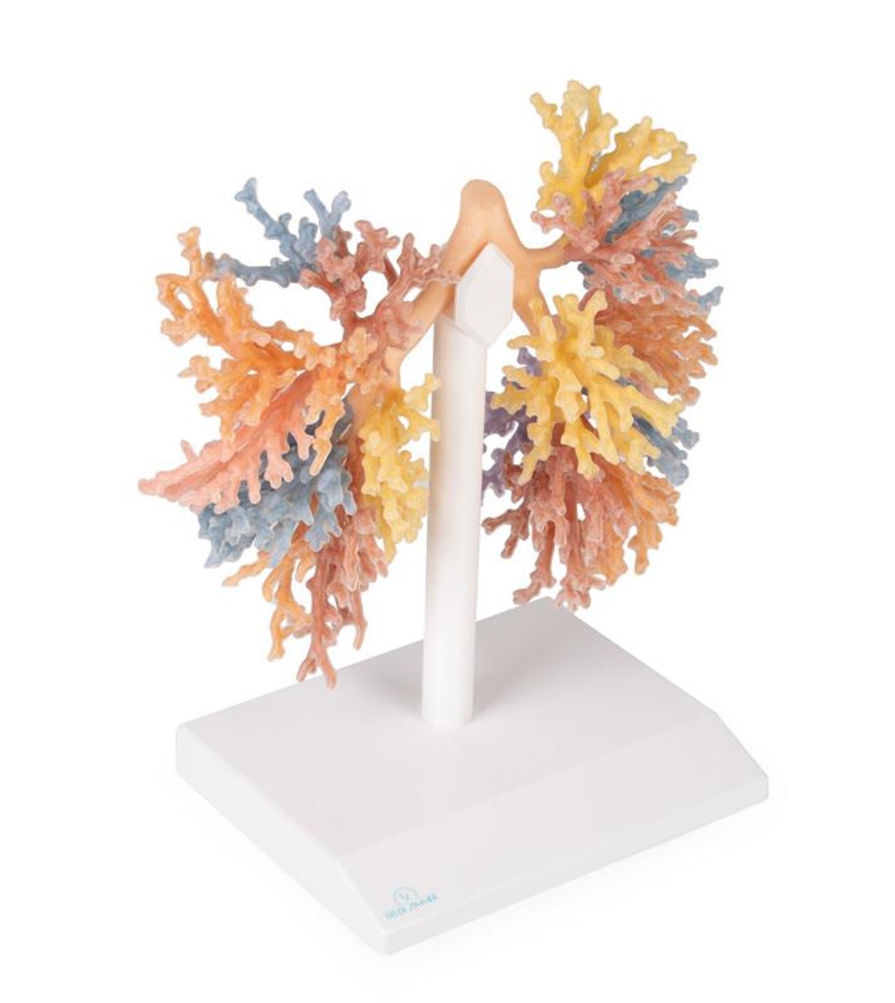 3D Printed Bronchial Tree
