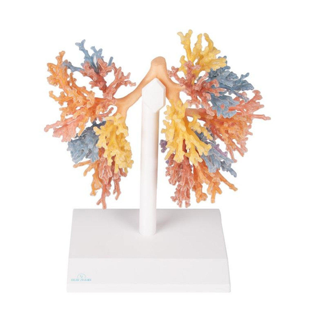 3D Printed Bronchial Tree