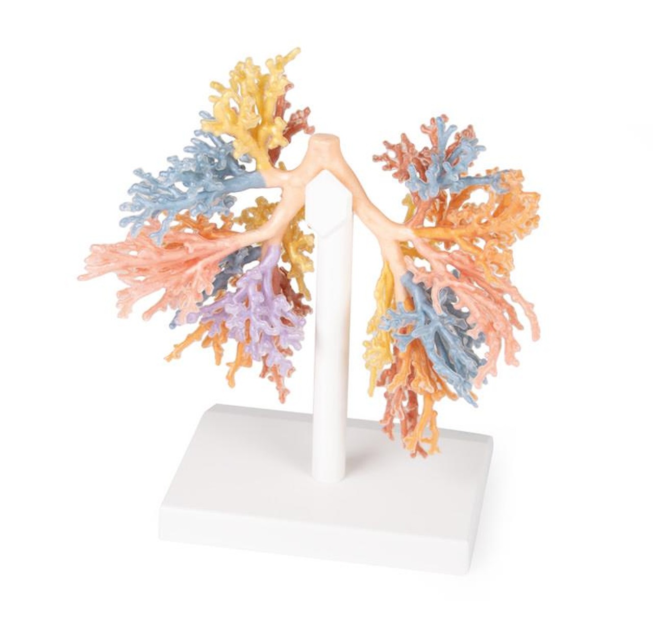 3D Printed Bronchial Tree
