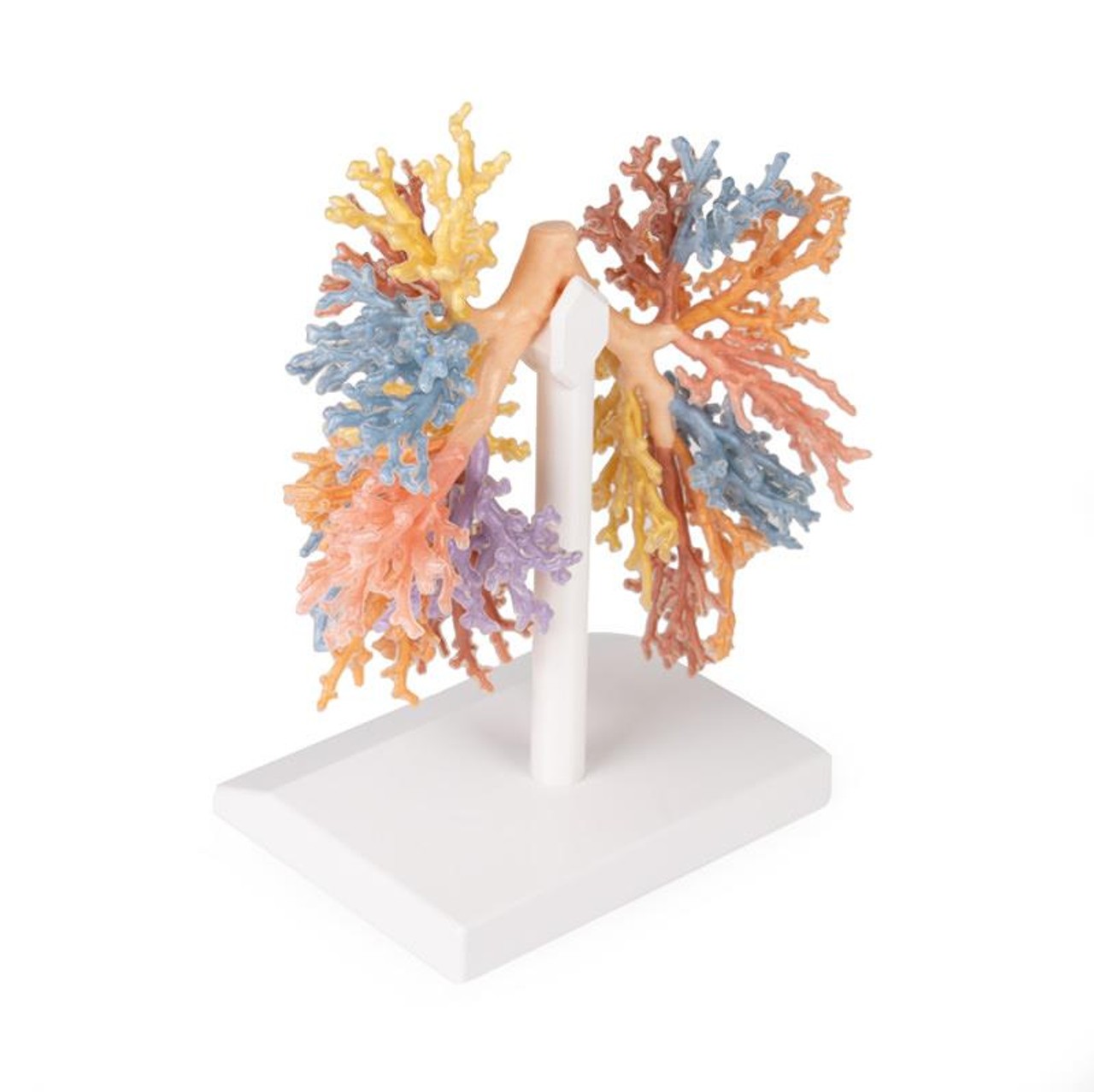 3D Printed Bronchial Tree