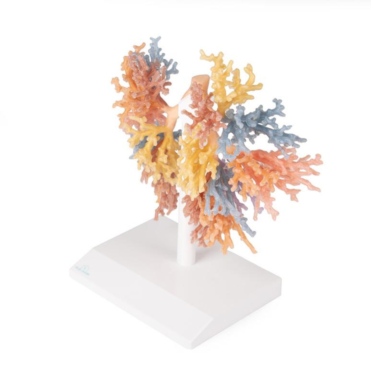 3D Printed Bronchial Tree