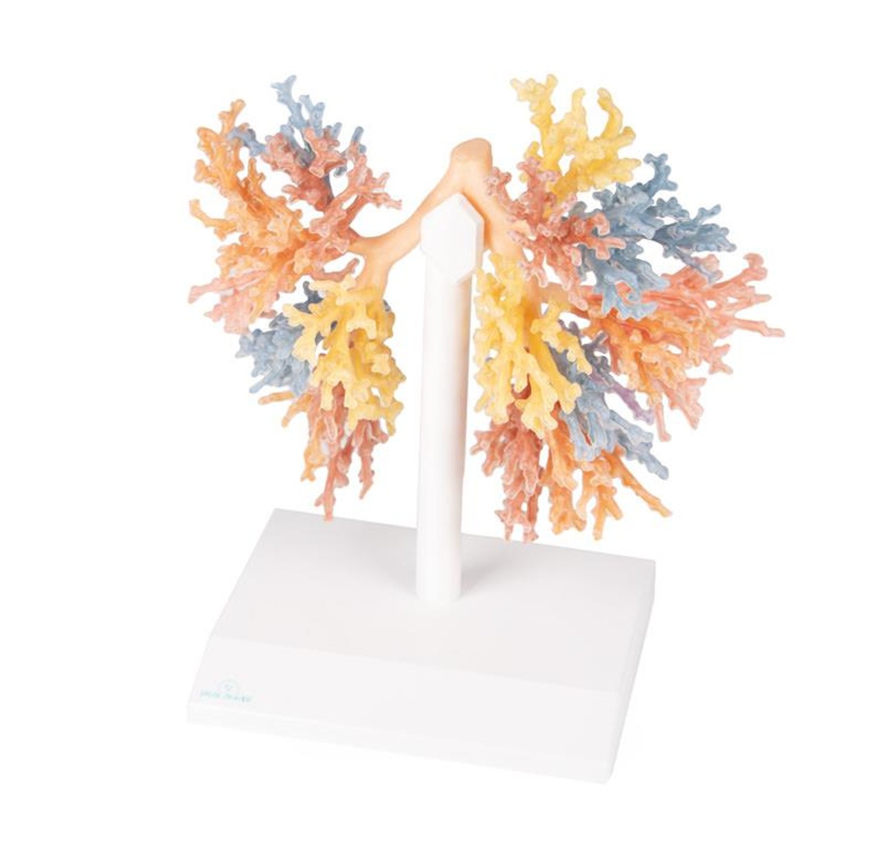 3D Printed Bronchial Tree