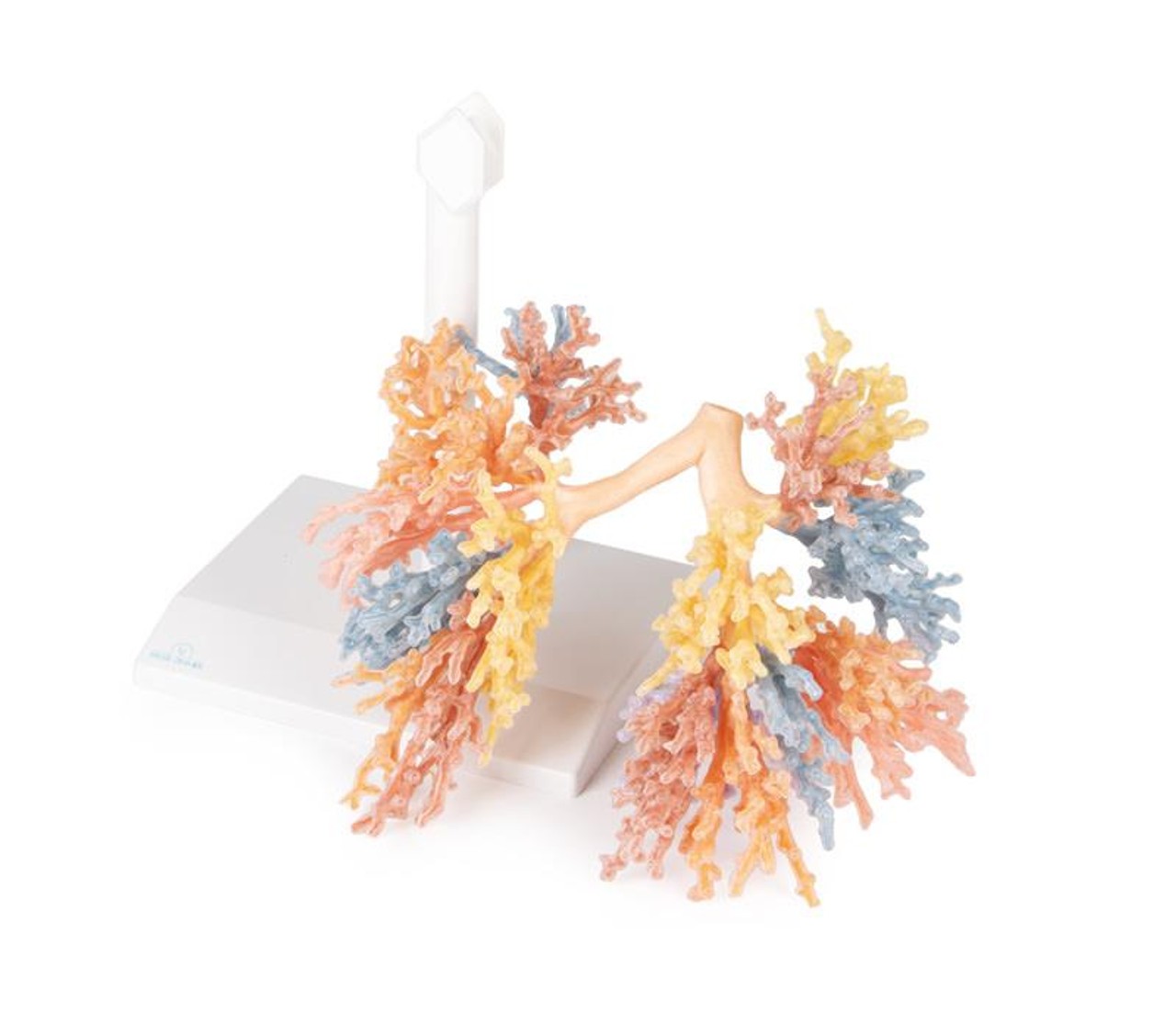 3D Printed Bronchial Tree