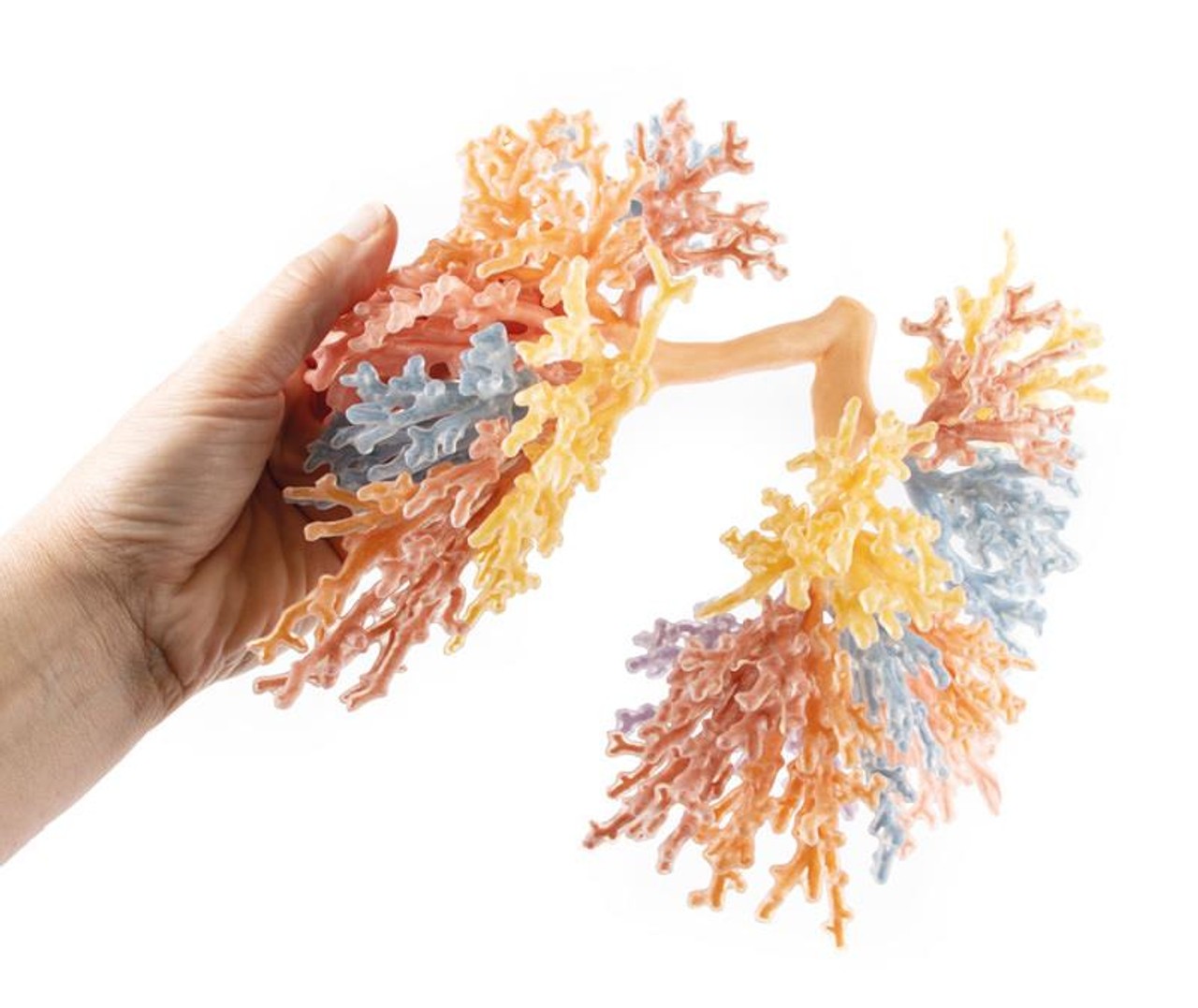 3D Printed Bronchial Tree