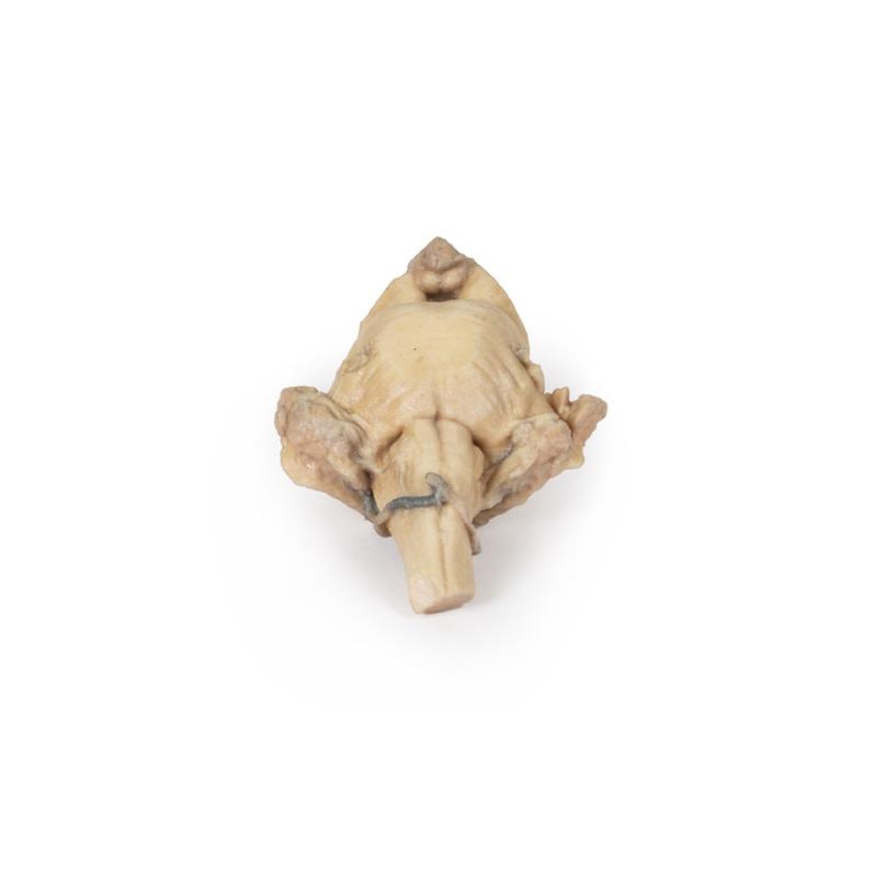 3D Printed Isolated Brain Stem from Midbrain to Medulla Oblongata