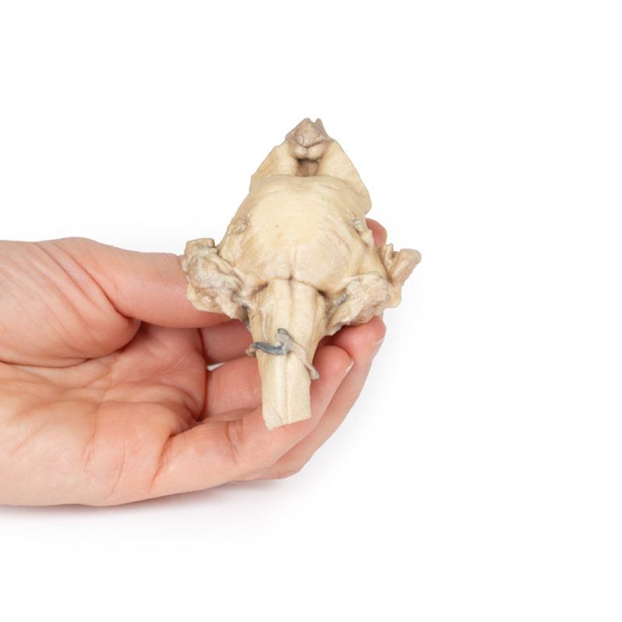 3D Printed Isolated Brain Stem from Midbrain to Medulla Oblongata
