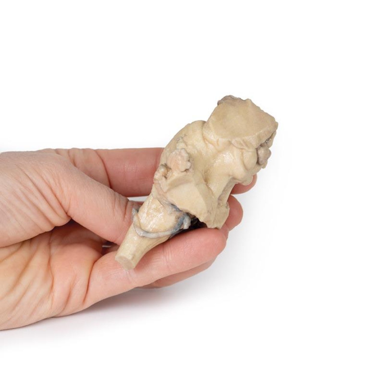 3D Printed Isolated Brain Stem from Midbrain to Medulla Oblongata