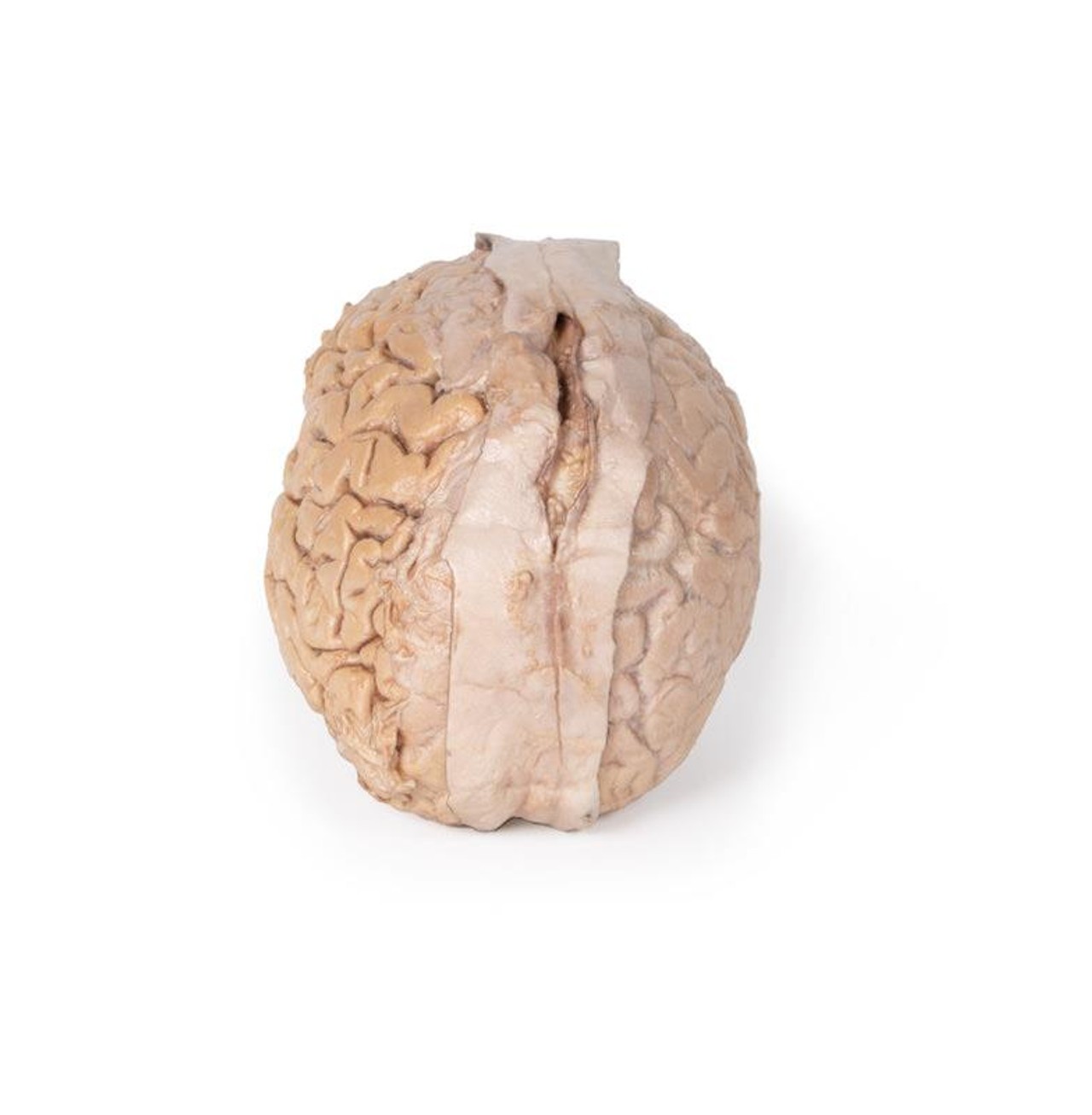 3D Printed Isolated Cerebrum of the Brain