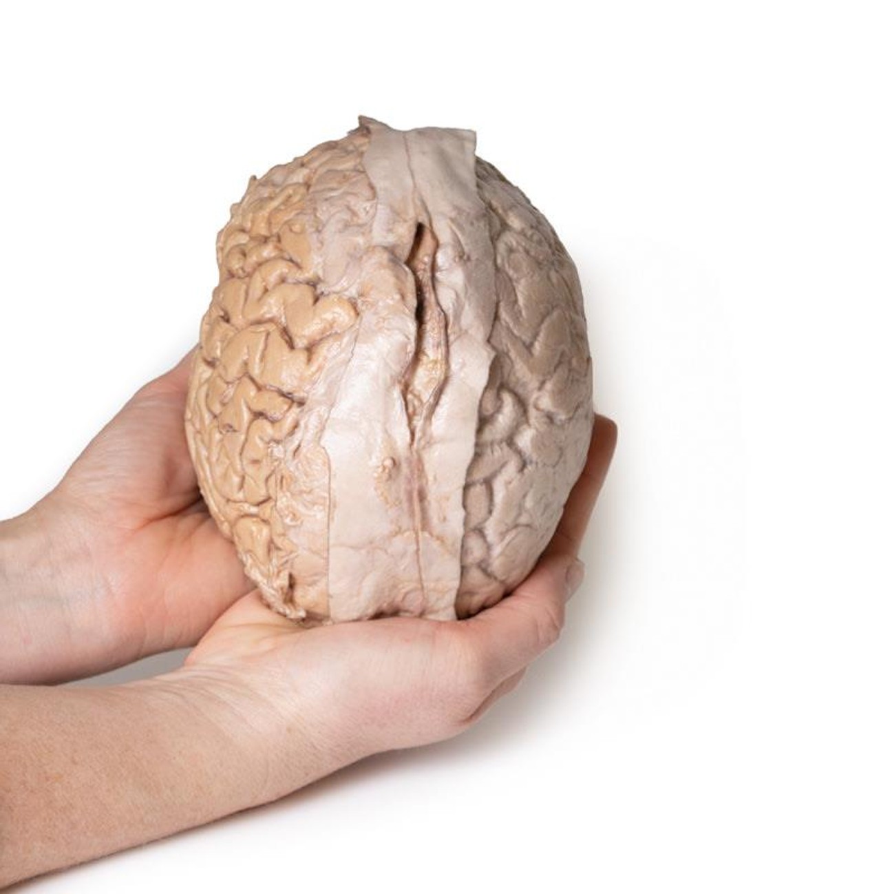 3D Printed Isolated Cerebrum of the Brain