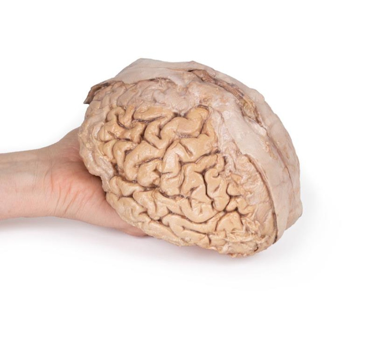 3D Printed Isolated Cerebrum of the Brain