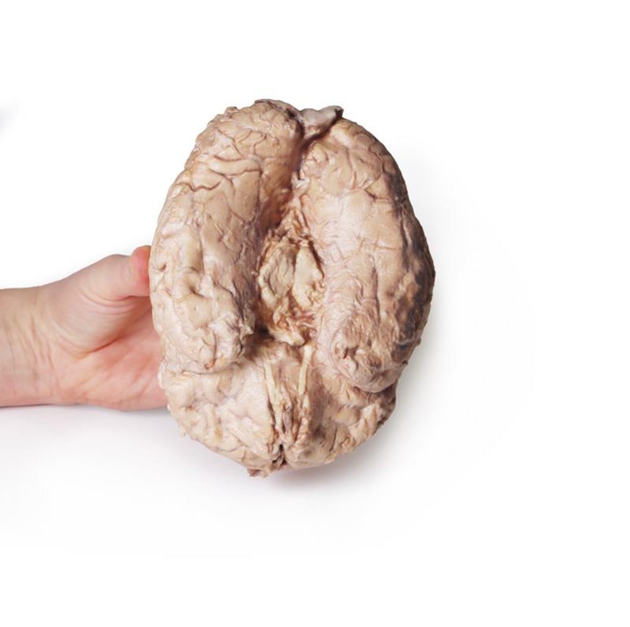 3D Printed Isolated Cerebrum of the Brain