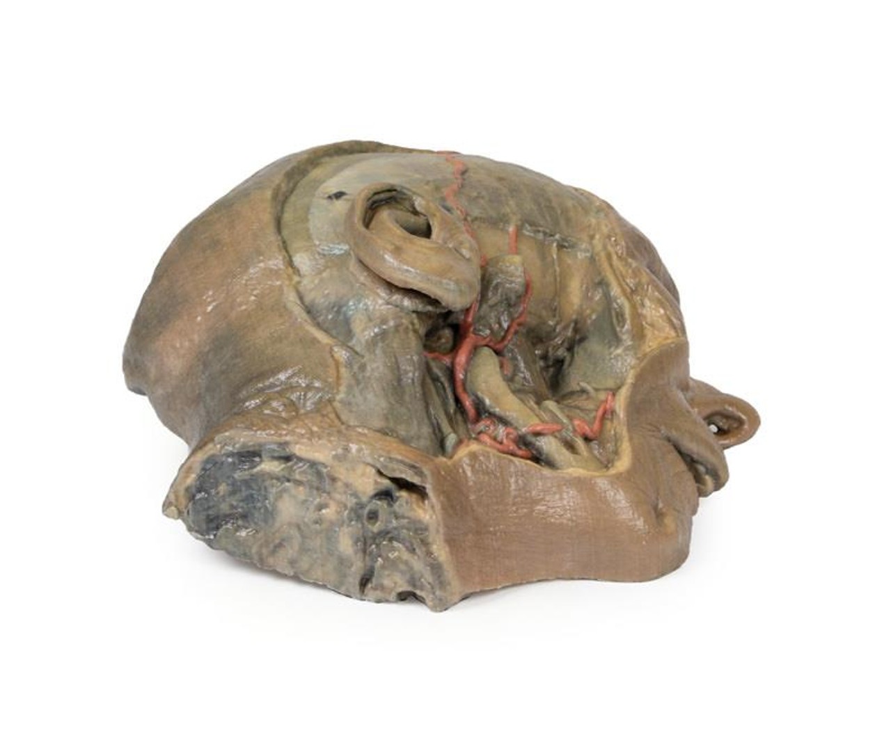 3D Printed Sagittal Section of Head with Infratemporal Fossa Dissection
