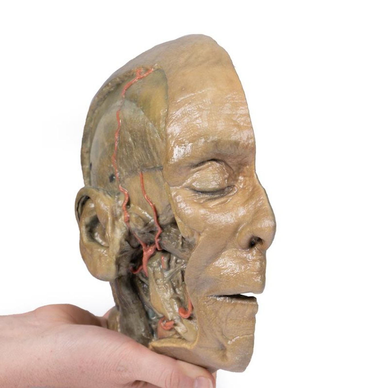 3D Printed Sagittal Section of Head with Infratemporal Fossa Dissection