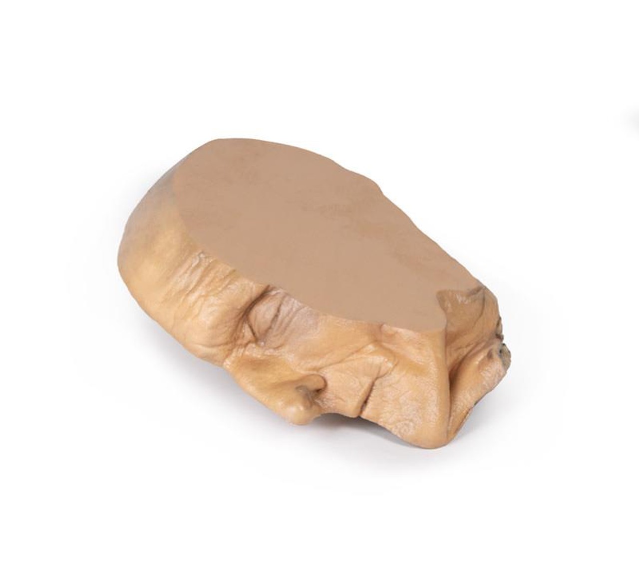 3D Printed Median Section Through Sagittal Section of Head with Deep Dissection