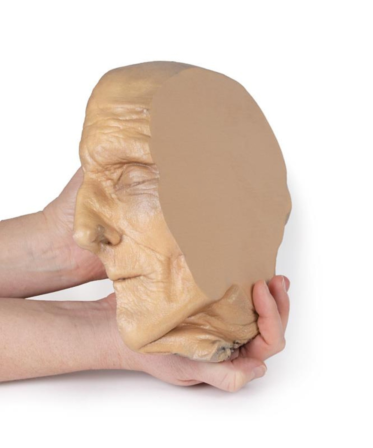 3D Printed Median Section Through Sagittal Section of Head with Deep Dissection