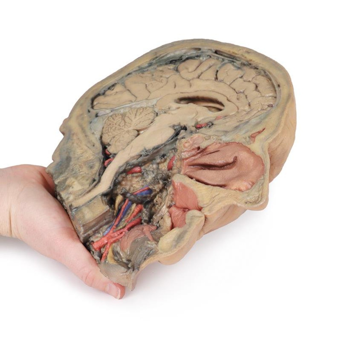 3D Printed Median Section Through Sagittal Section of Head with Deep Dissection
