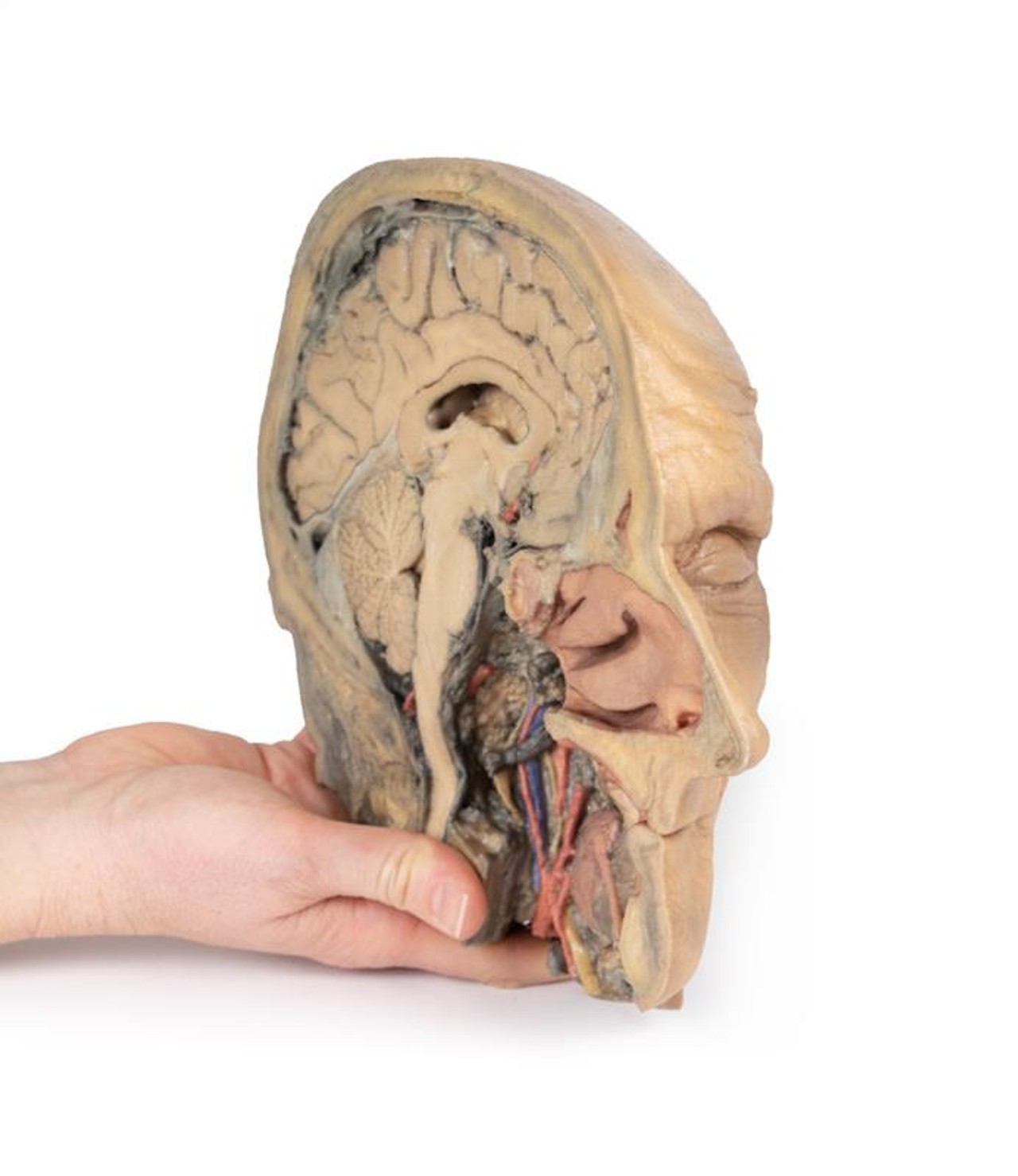 3D Printed Median Section Through Sagittal Section of Head with Deep Dissection
