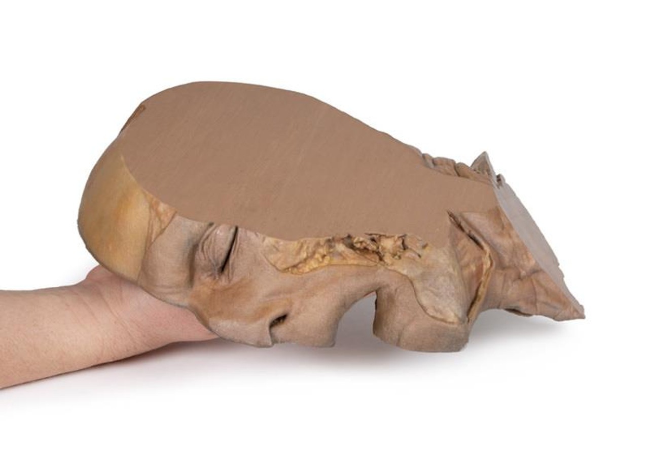 Erler-Zimmer 3D Printed Parasagittal Section of the Head and