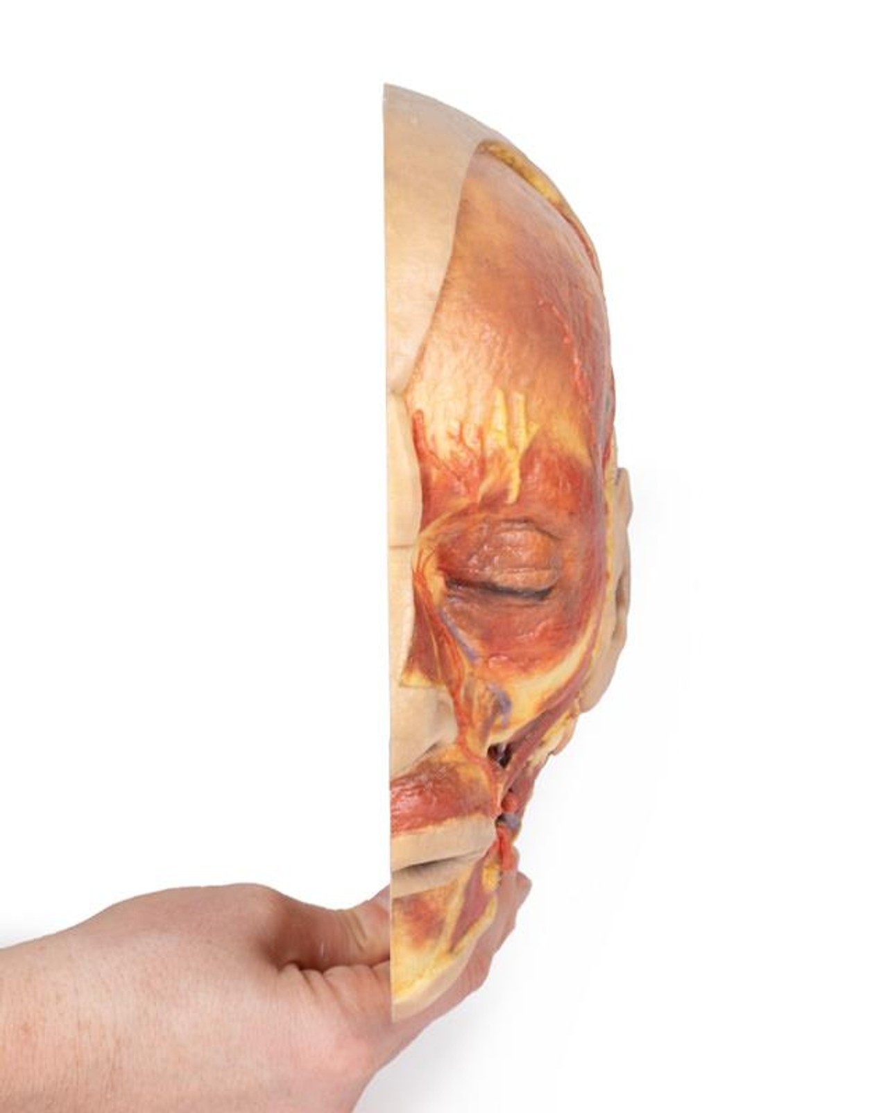 3D Printed Superficial Dissection of the Face
