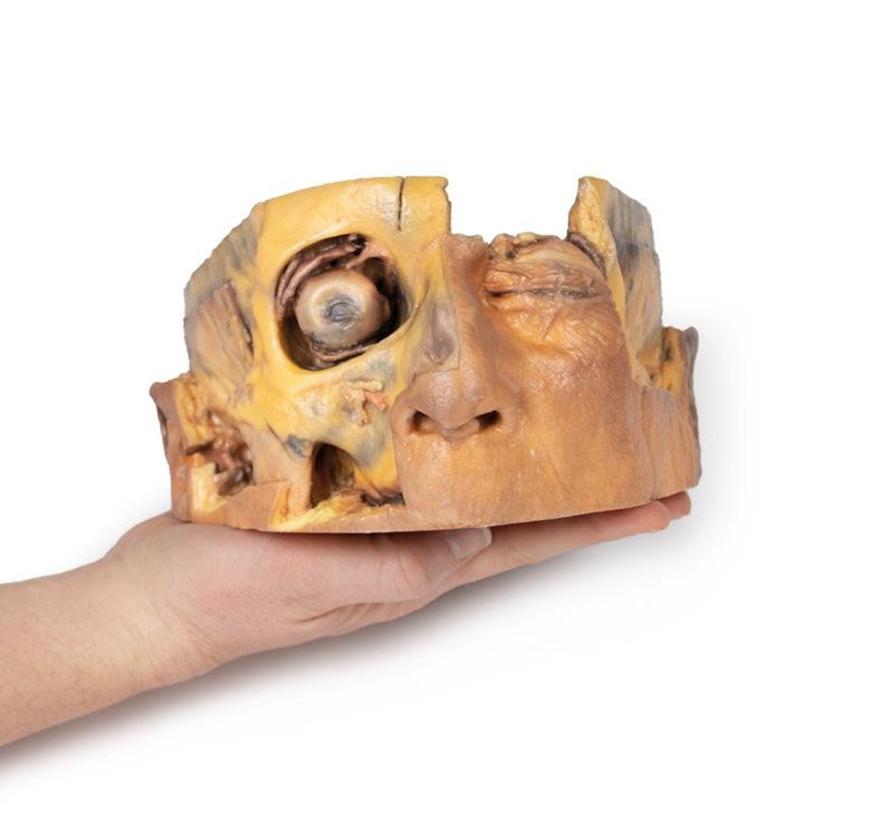 3D Printed Transverse Section of the Head