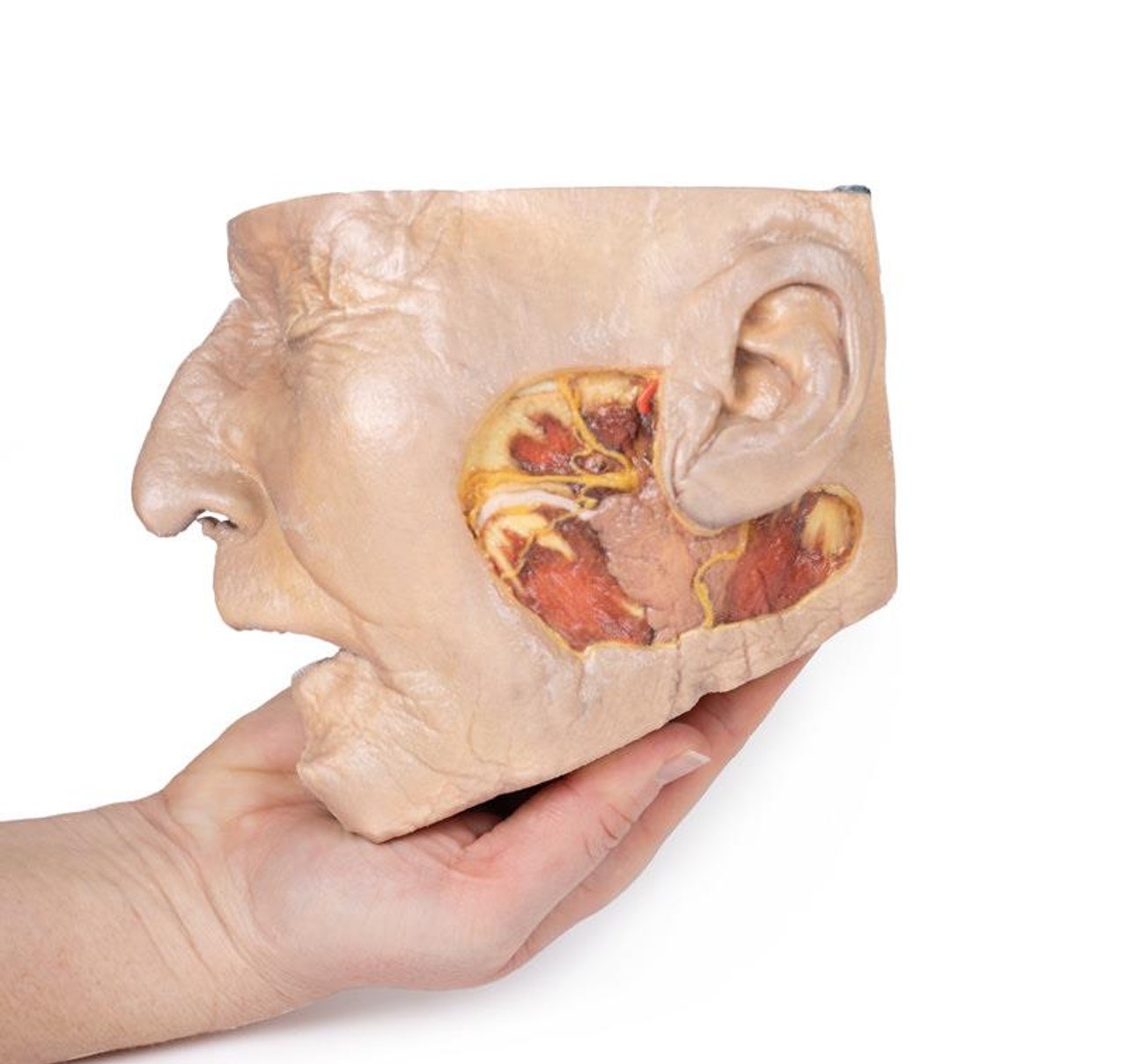 3D Printed Parotid Gland and Facial Nerve Dissection