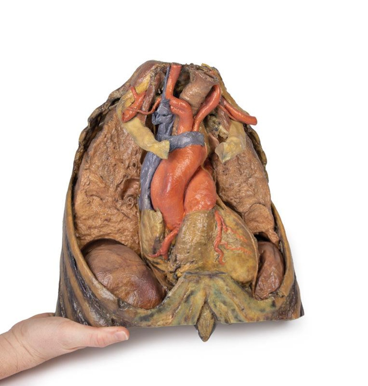 3D Printed Thorax with Heart and Vessels