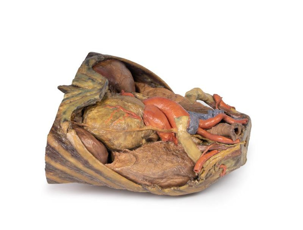 3D Printed Thorax with Heart and Vessels