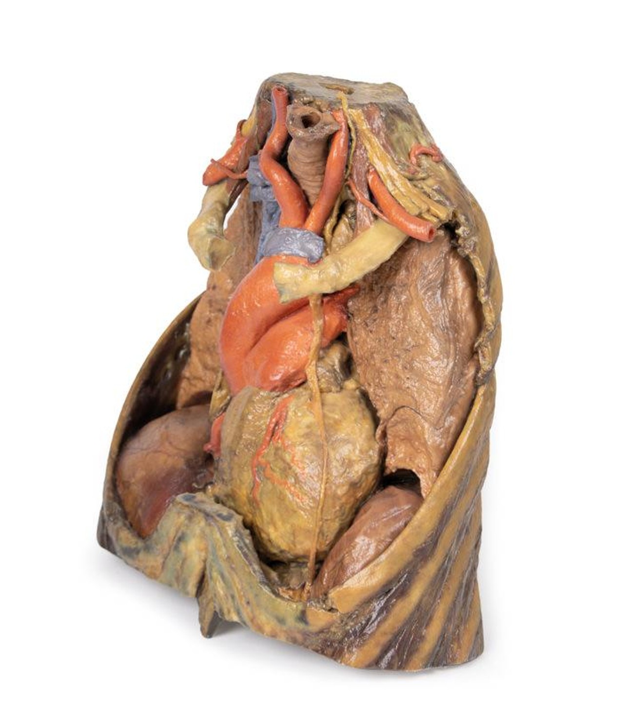 3D Printed Thorax with Heart and Vessels