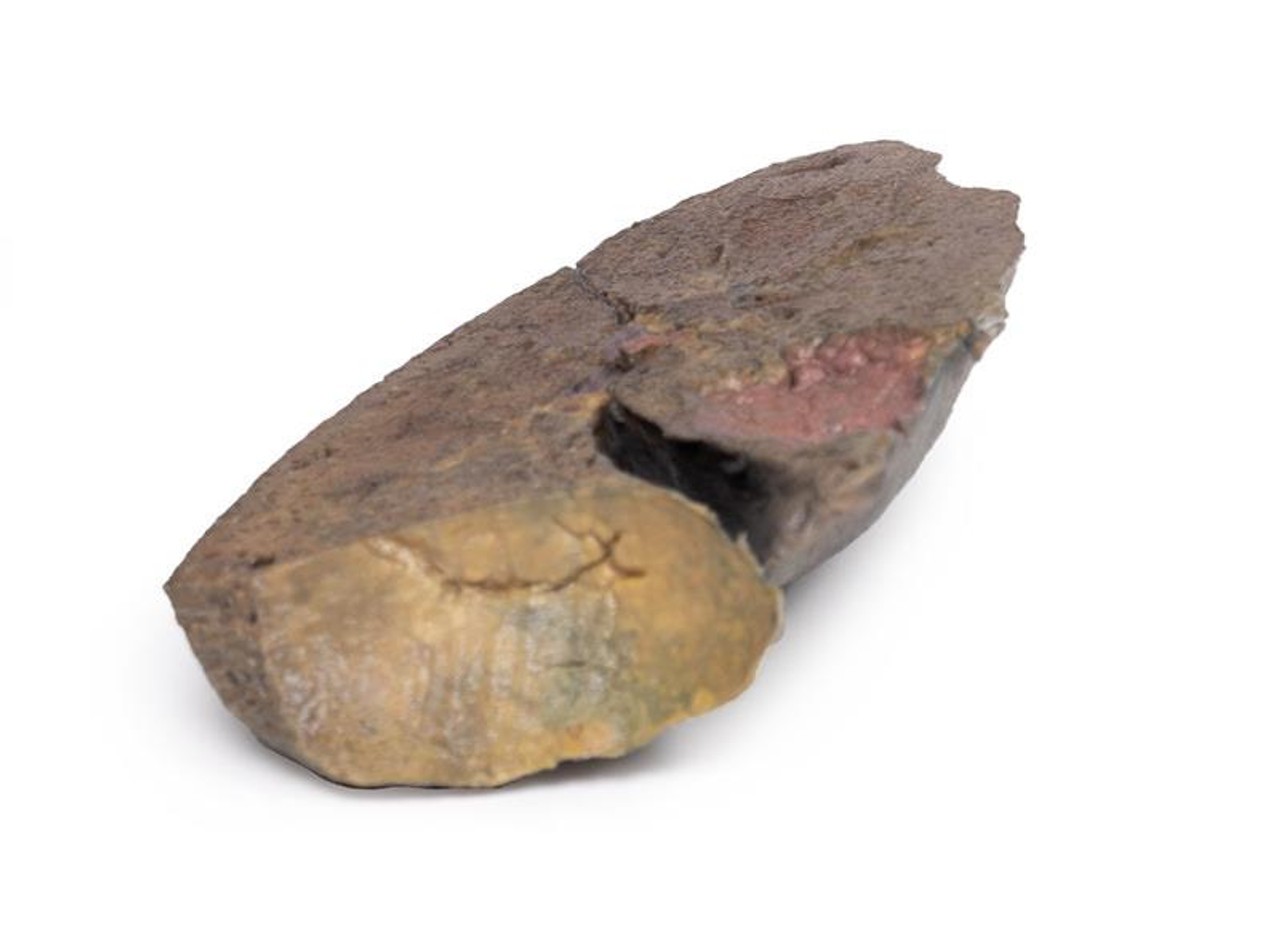 3D Printed Lung Slab with Hilum Removed