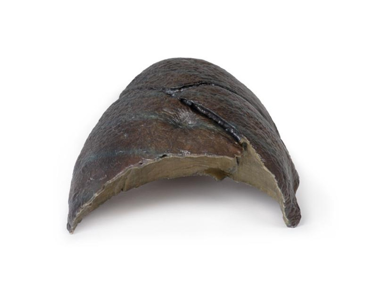 3D Printed Right Lung with Hilum Removed