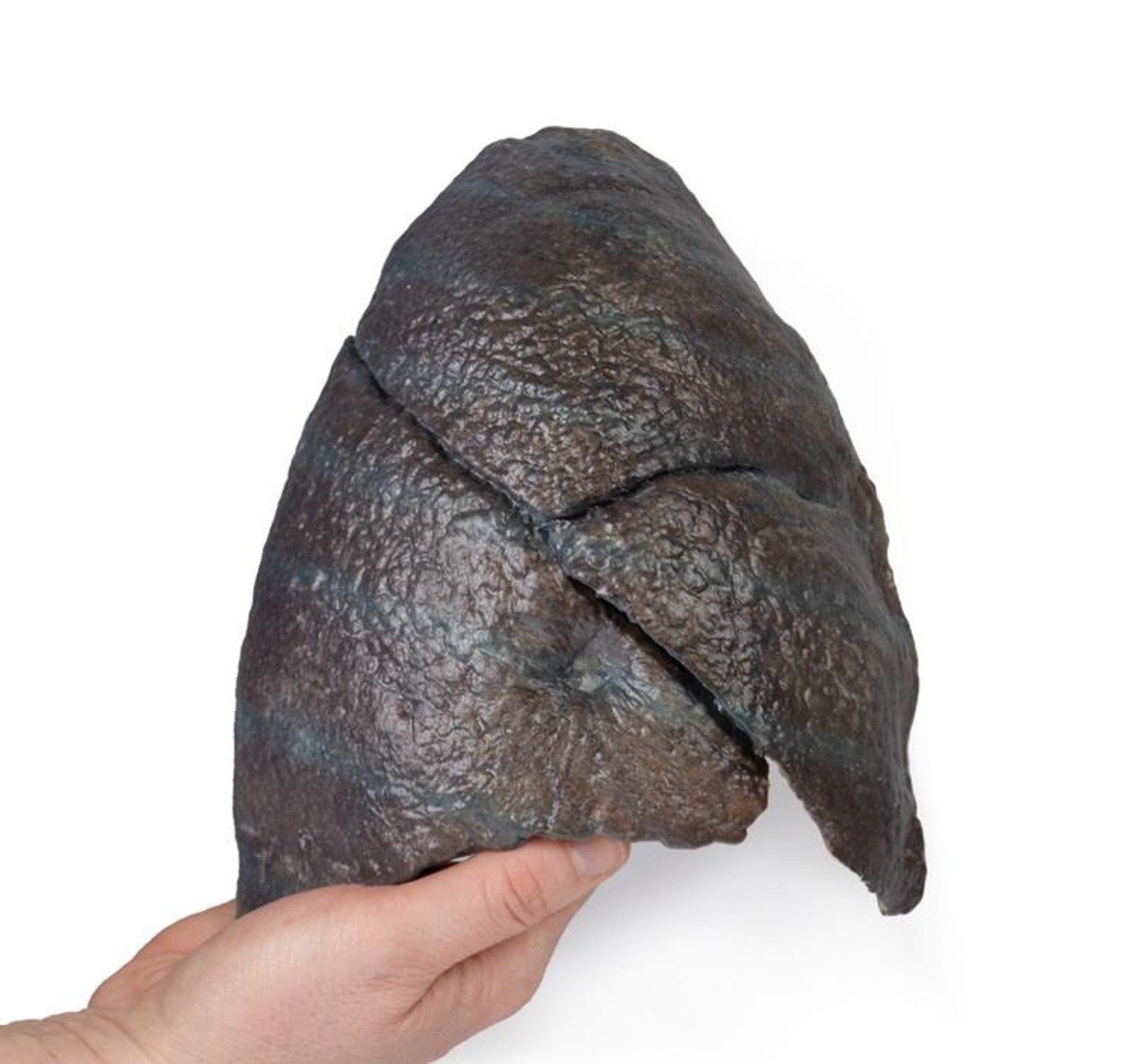 3D Printed Right Lung with Hilum Removed