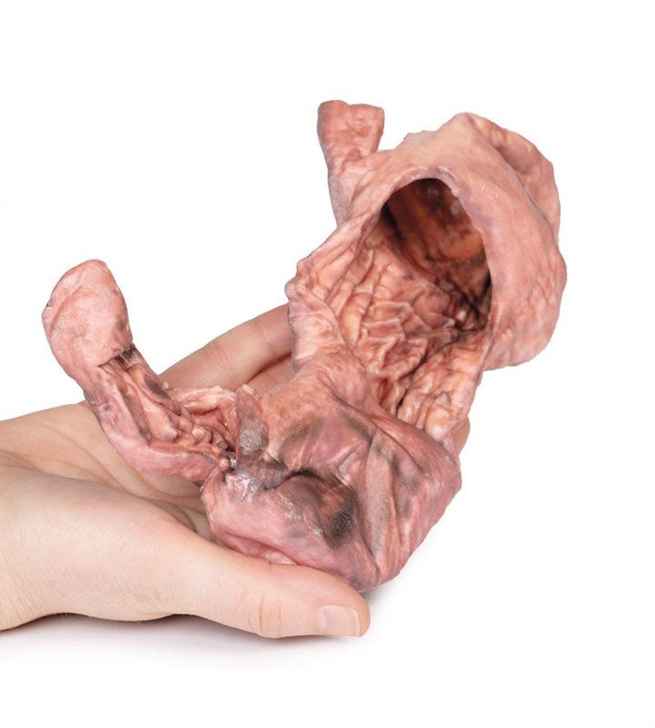 3D Printed Stomach