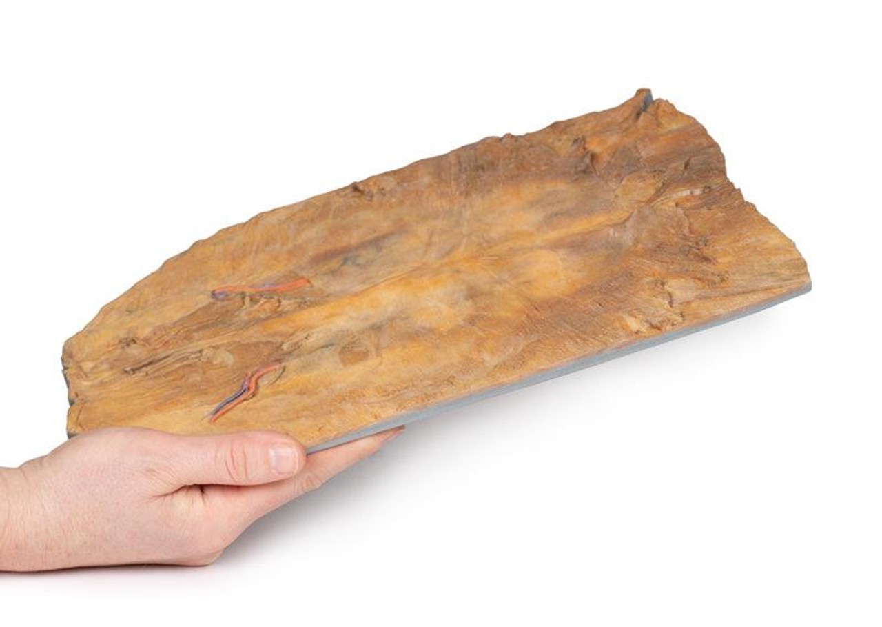 3D Printed Internal Abdominal Wall