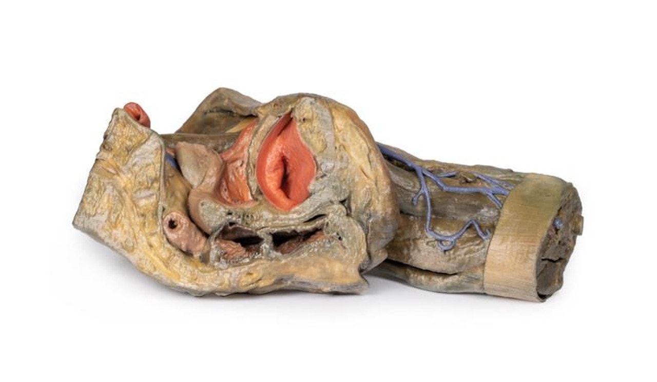 3D Printed Female Hemipelvis and Thigh