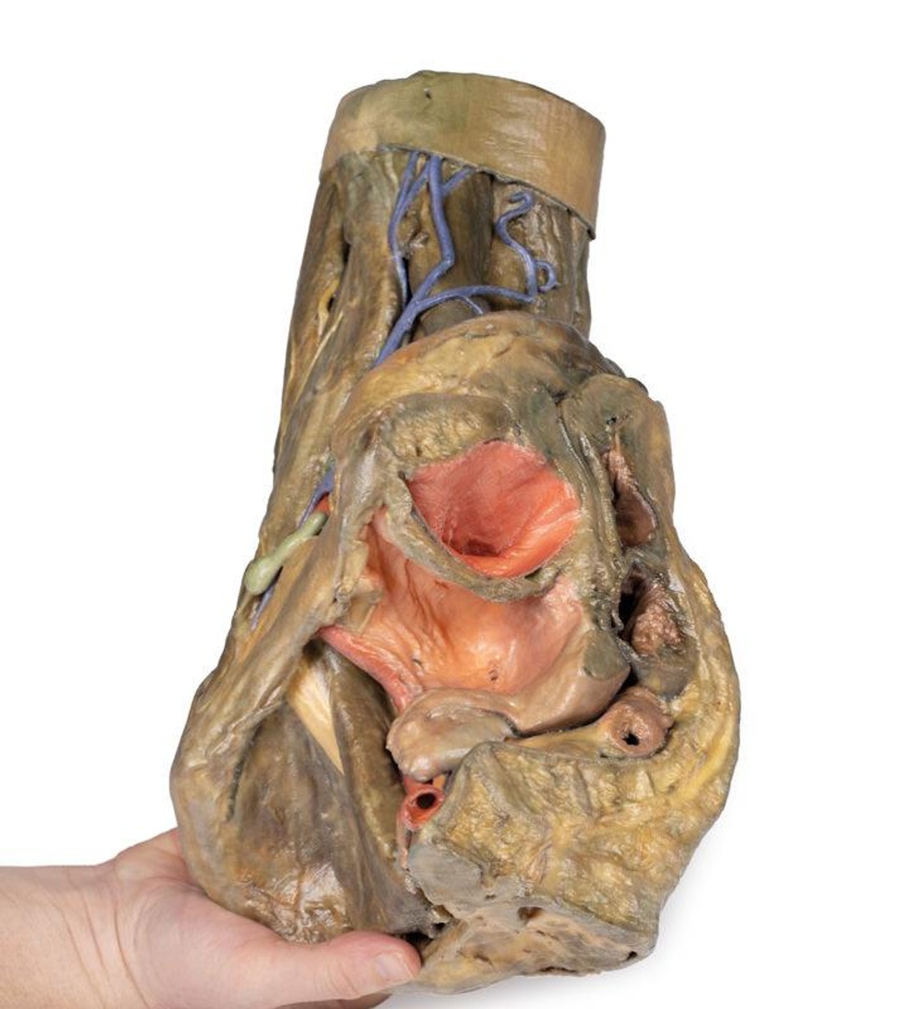 3D Printed Female Hemipelvis and Thigh