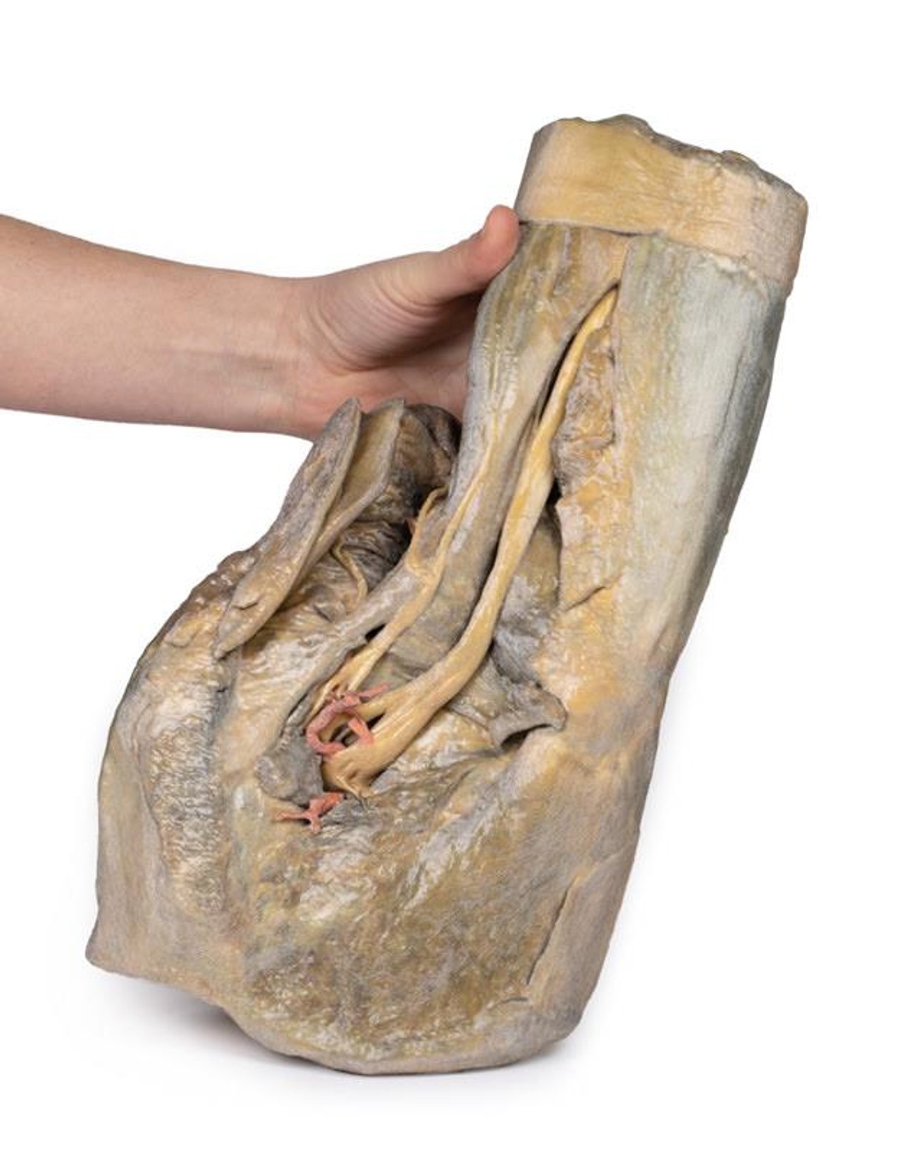 3D Printed Female Hemipelvis and Thigh