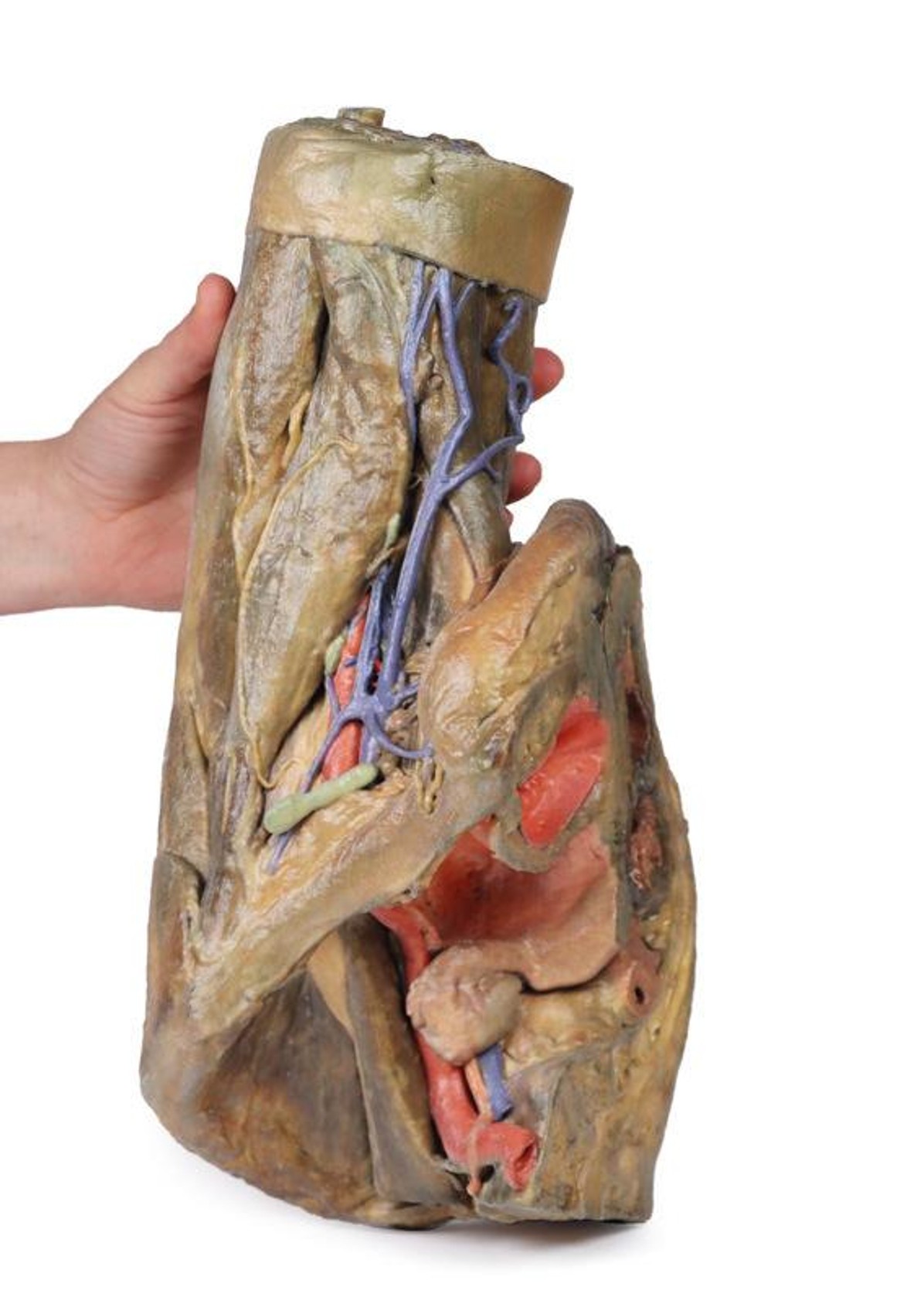 3D Printed Female Hemipelvis and Thigh