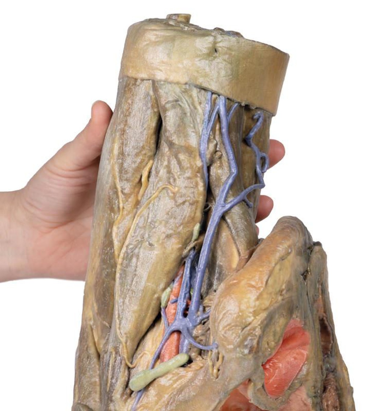 3D Printed Female Hemipelvis and Thigh