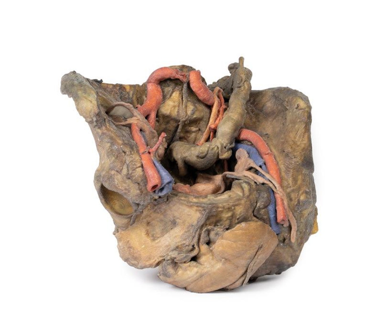 3D Printed Female Pelvis Deep Dissection