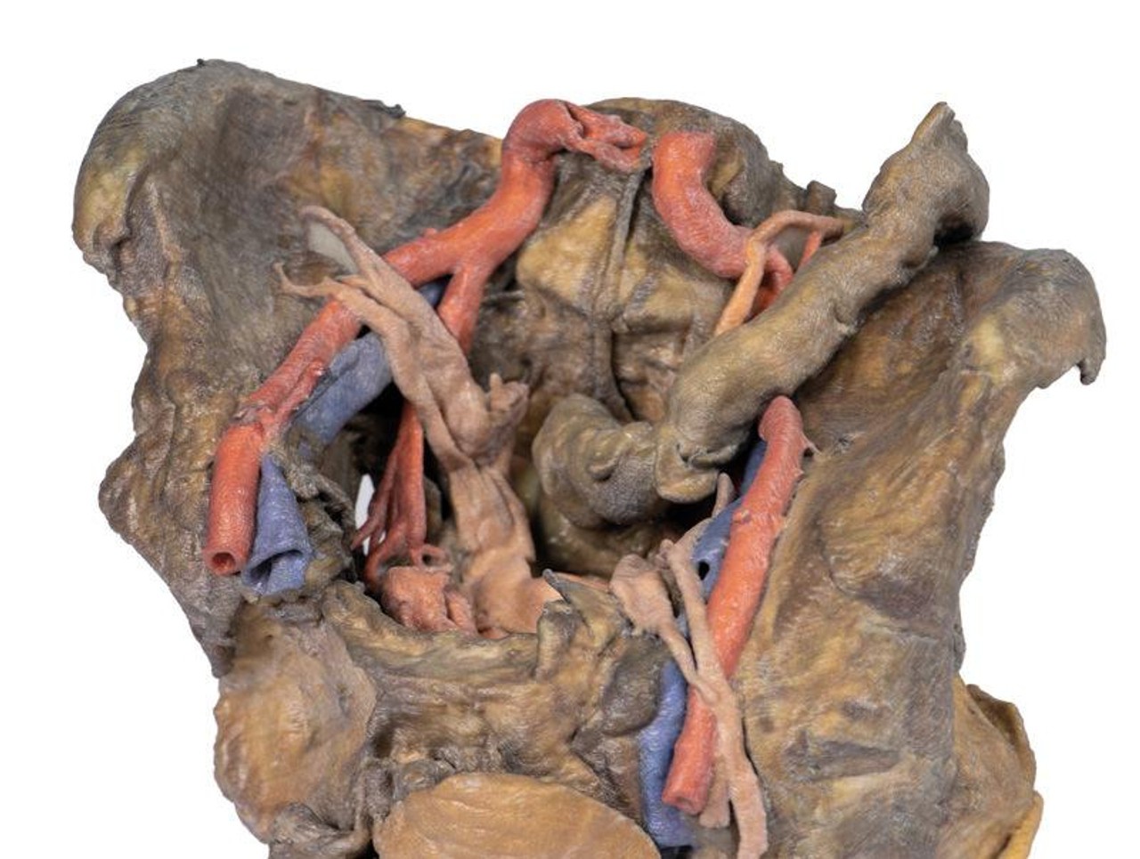 3D Printed Female Pelvis Deep Dissection