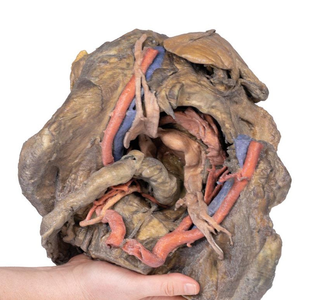3D Printed Female Pelvis Deep Dissection