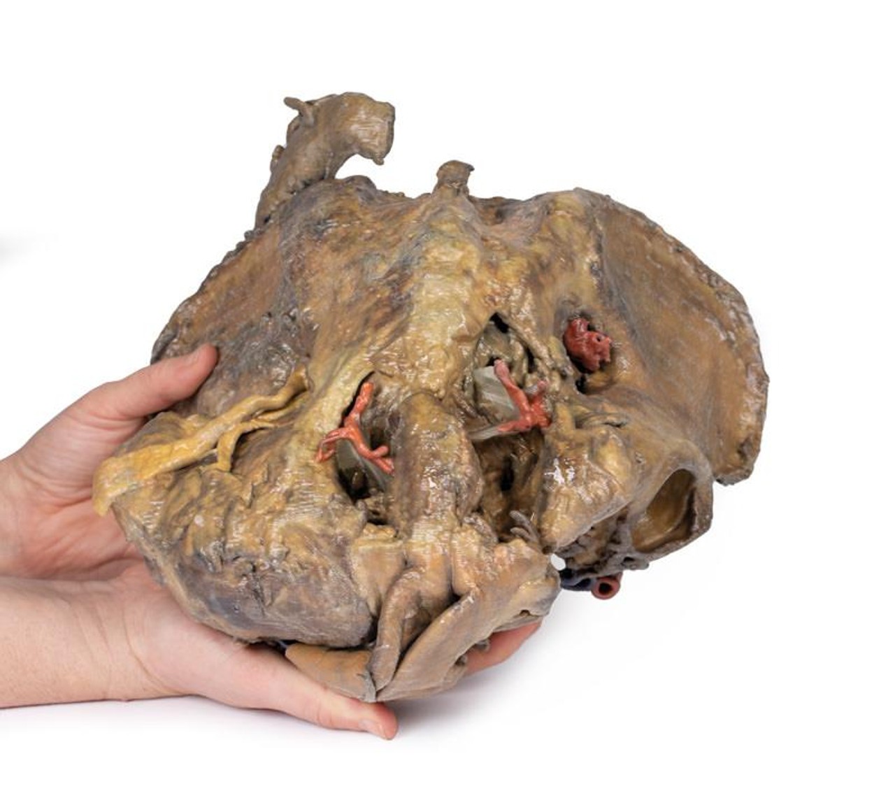 3D Printed Female Pelvis Deep Dissection