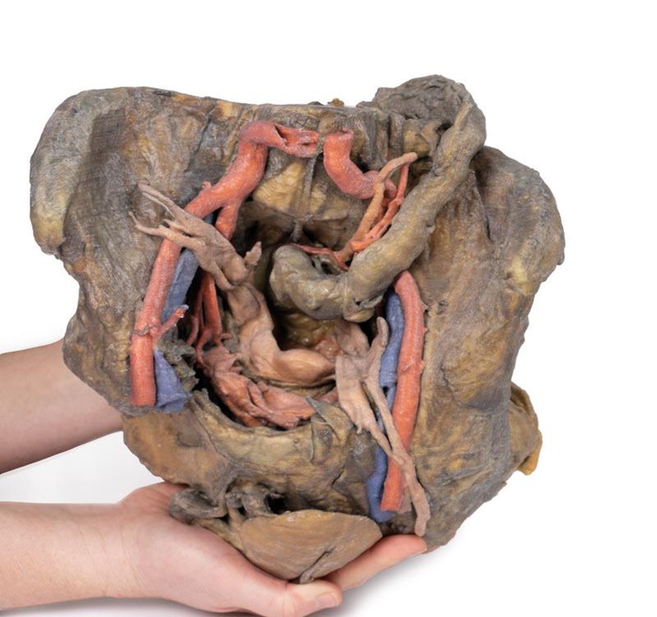 3D Printed Female Pelvis Deep Dissection