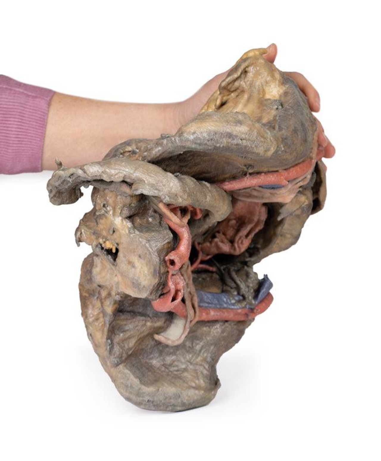3D Printed Female Pelvis Deep Dissection