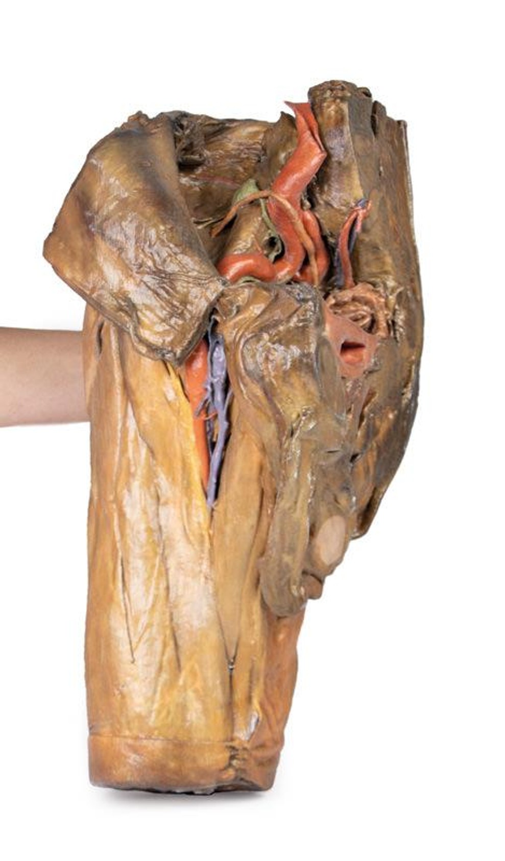 3D Printed Male Hemipelvis and Thigh