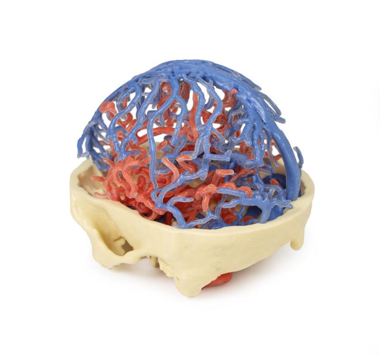 3D Printed Arterial and Venous Circulation of the Brain