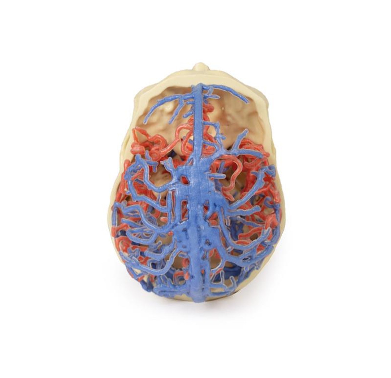 3D Printed Arterial and Venous Circulation of the Brain