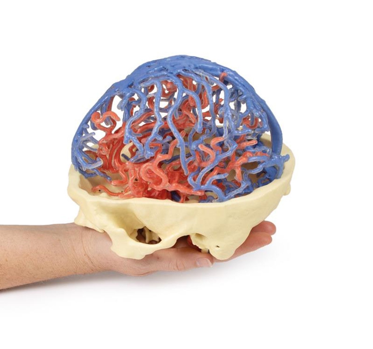 3D Printed Arterial and Venous Circulation of the Brain
