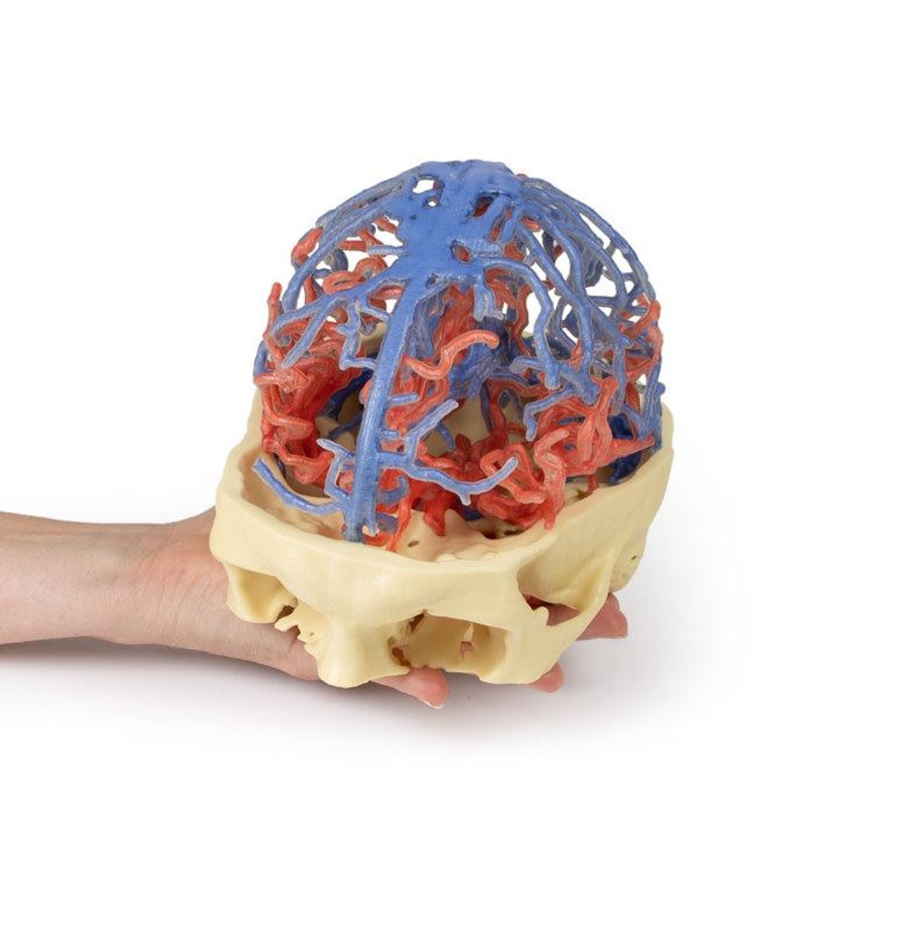 3D Printed Arterial and Venous Circulation of the Brain